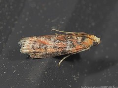 Sciota rubrisparsella