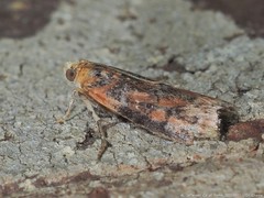 Sciota rubrisparsella