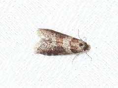 Lepidoscia heliochares