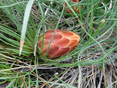 Protea restionifolia
