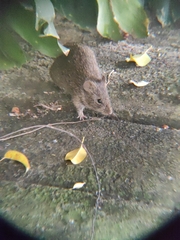 Sigmodon mascotensis