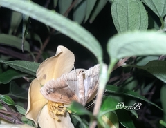 Diaphania fumosalis