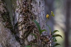 Polystachya pubescens