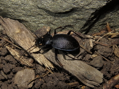 Carabus goryi