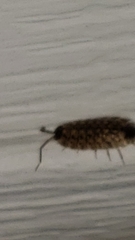 Porcellio spinicornis