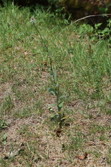 Romanschulzia arabiformis