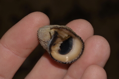 Nerita planospira