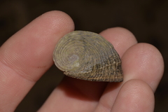 Nerita planospira