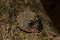Nerita planospira