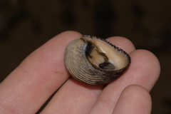 Nerita planospira