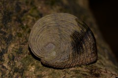 Nerita planospira
