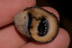 Nerita planospira