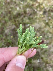 Diphasiastrum alpinum image