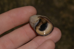 Nerita planospira