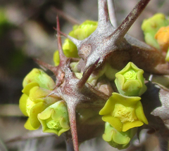 Euphorbia schinzii image