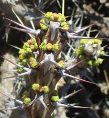 Euphorbia schinzii image