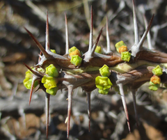 Euphorbia schinzii image