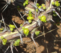 Euphorbia schinzii image