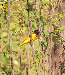 Ploceus cucullatus