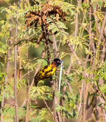 Ploceus cucullatus