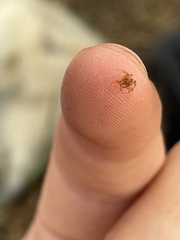 Hippoboscoidea