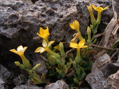 Kalanchoe garambiensis