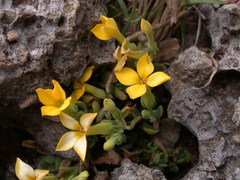 Kalanchoe garambiensis