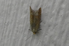 Lathronympha strigana