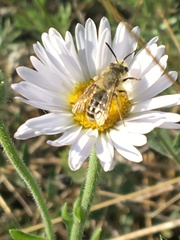 Cnemidandrena
