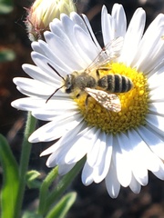 Cnemidandrena