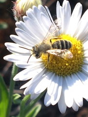 Cnemidandrena