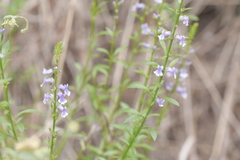 Anarrhinum