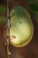 Disholandricus