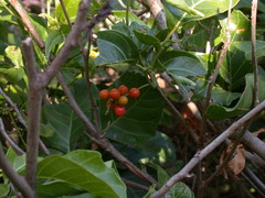 Allophylus timorensis