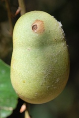 Disholandricus