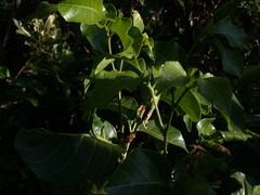 Allophylus timorensis