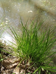 Carex elongata