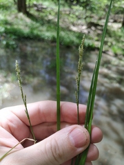 Carex elongata