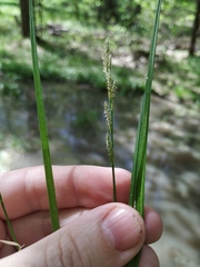 Carex elongata