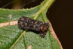 Octotoma scabripennis