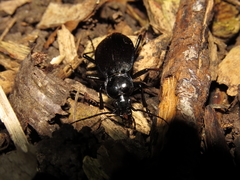 Carabus goryi