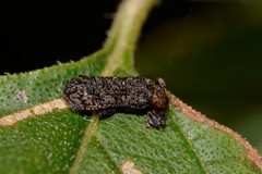 Octotoma scabripennis