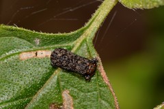 Octotoma scabripennis