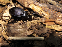 Carabus goryi