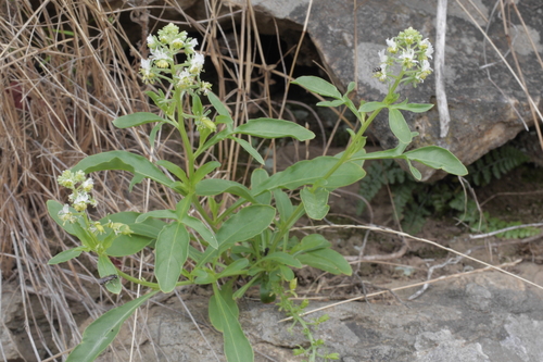 Reseda jacquinii (Reseda jacquinii)