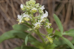 Reseda jacquinii