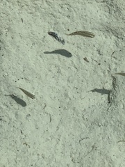 Crenichthys nevadae
