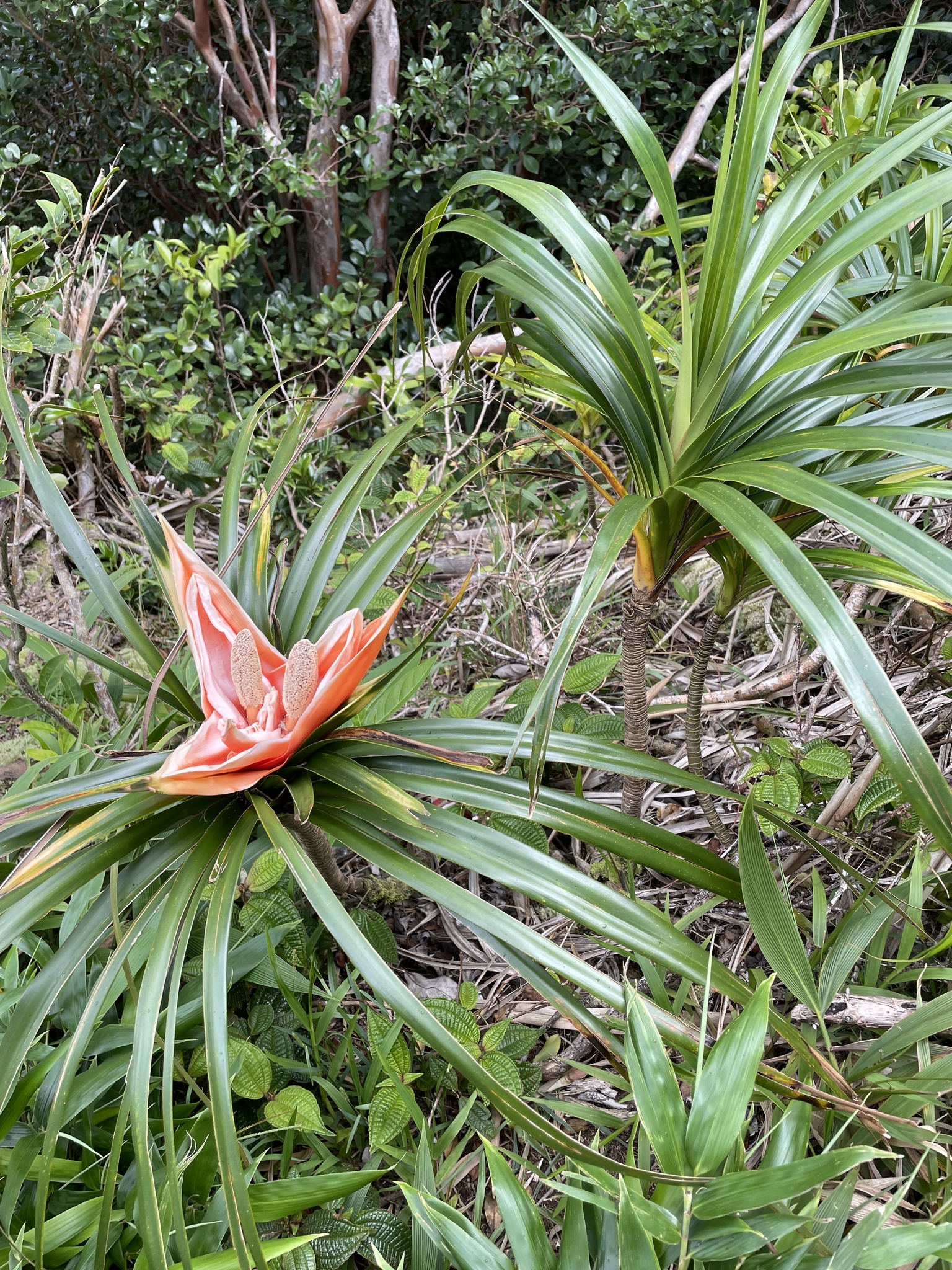 Freycinetia