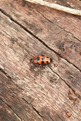 Episcaphula australis