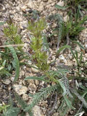 Penstemon hallii